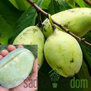 Asimina Georgia - SAMOOPLODNA