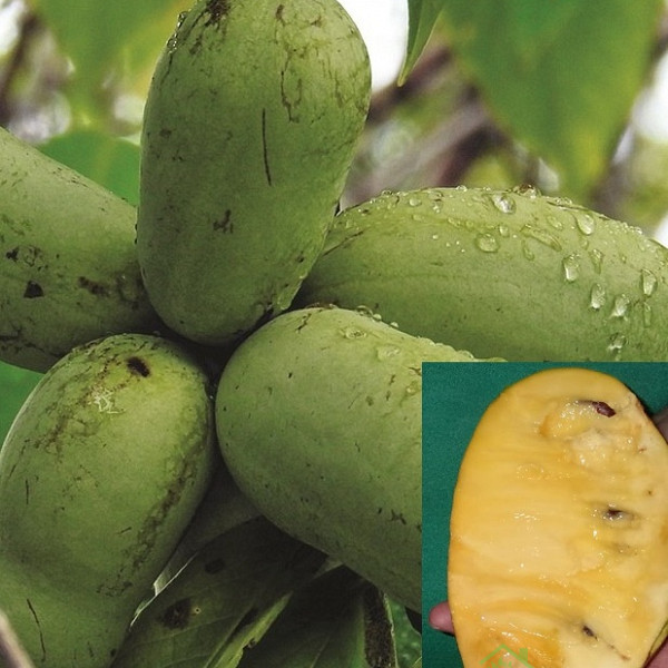 Asimina Kentucky Champion - SAMOPLODNA (vrlo debela)