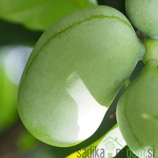 Asimina Triloba - Sjemenjak