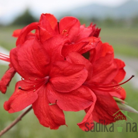 Azaleja listopadna Knaphill Red (Azalea Knaphill)