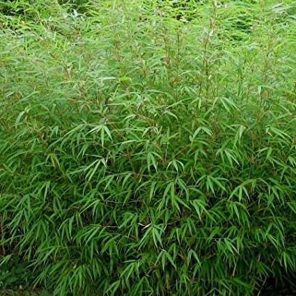 Bambus Rufa