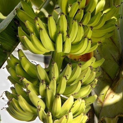 Banana otporna na mraz Balbisiana