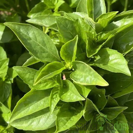 Sjeme Bosiljak Marseillais