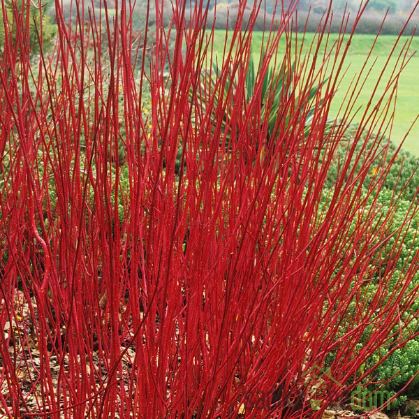 Bijeli drijen Sibirica Variegata (Cornus alba)