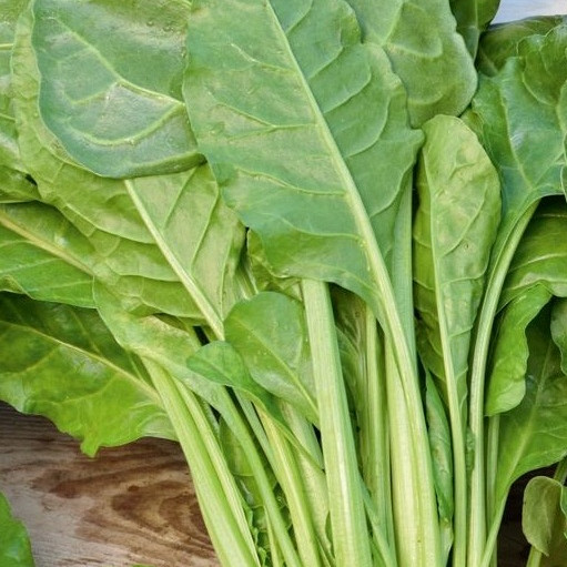 Sjeme Blitva/ Mangold Liscia verde da taglio 482