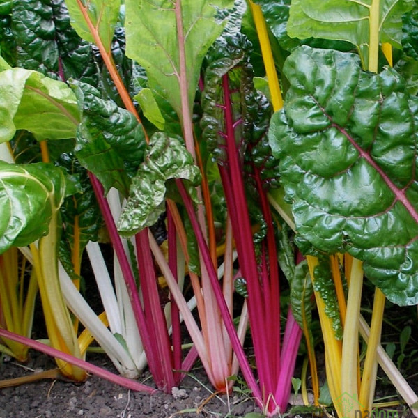 Sjeme Blitva Šarenolisna Five Colours