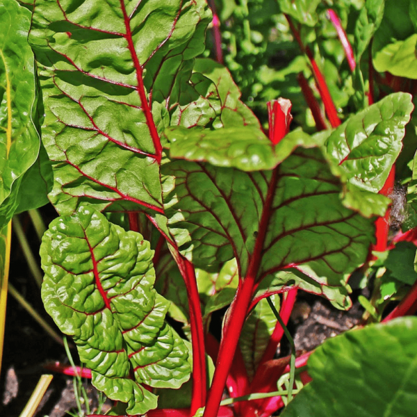 Sjeme Blitva Crvenolisna Rhubarb Chard