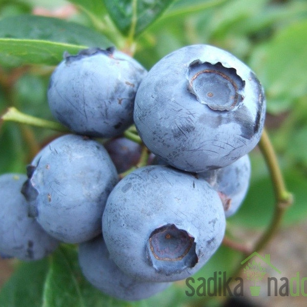 Američka borovnica Blue Gold