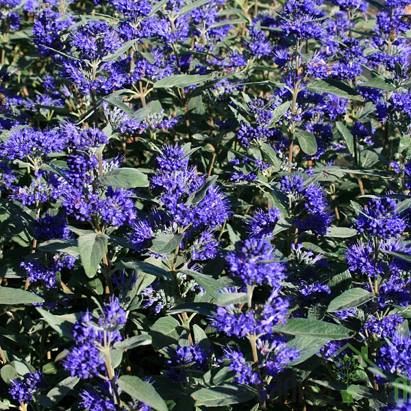 Plava magla Blauer Spatz (Caryopteris Clandonensis)