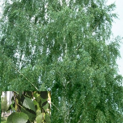 Obična breza (Betula pendula)