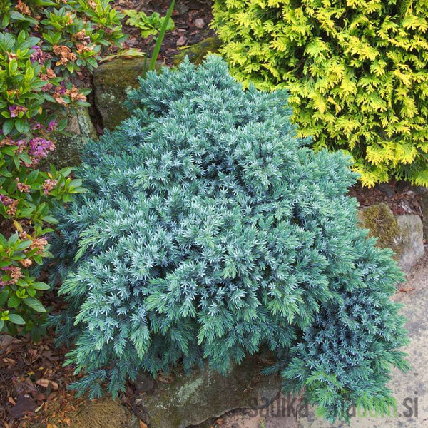 Smrznuta kleka Blue Star (Juniperus squamata)