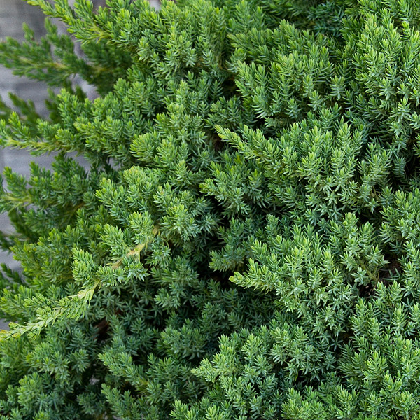 Kleka Nana (Juniperus procumbens) 
