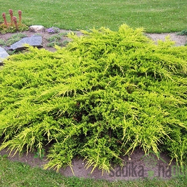 Kleka Old Gold (Juniperus media)