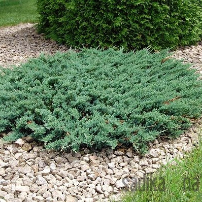Plutajuća kleka Blue Chip (Juniperus horizontalis)