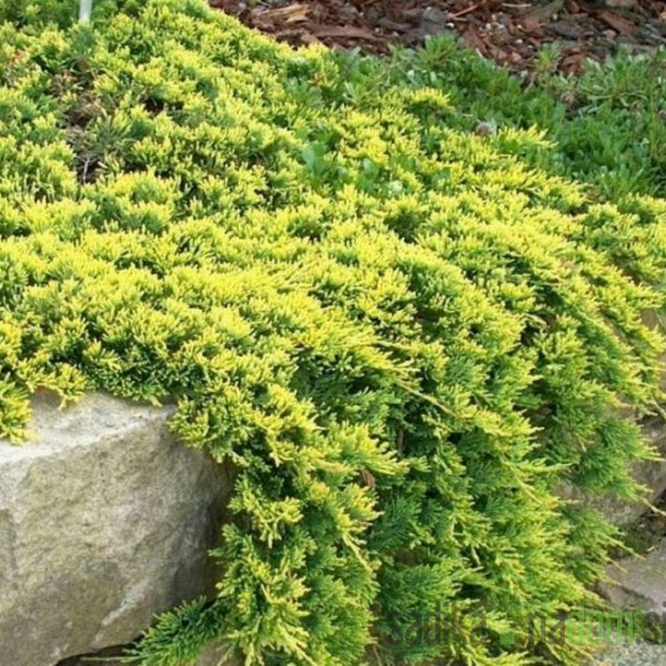 Plutajuča kleka Golden Carpet (Juniperus horizontalis)