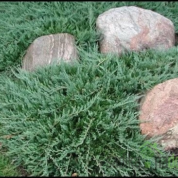 Plutajuća kleka Wiltonii (Juniperus horizontalis)