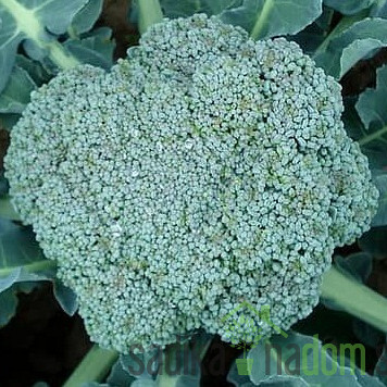 Sjeme brokule Calabrese Natalino 14