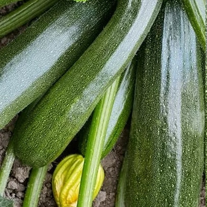 Sjemenke tikvice Diamant 691