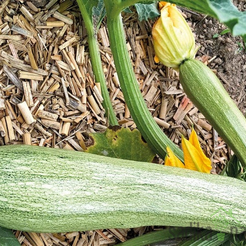 Sjeme tikvica Ortolana Di Faenza