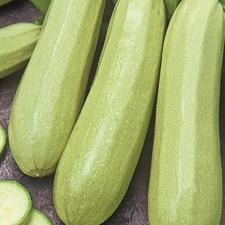 Sjeme tikvice Bianca di Trieste 692