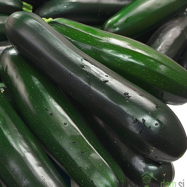 Sjeme tikvica Black Beauty