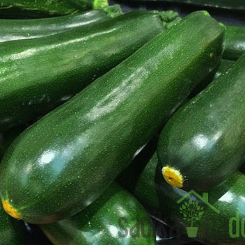 Sjeme tikvice President F1 696