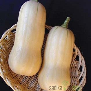 Sjeme Tikvica Butternut Avalon