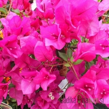 Bugenvilija Alexandra (Bougainvillea)