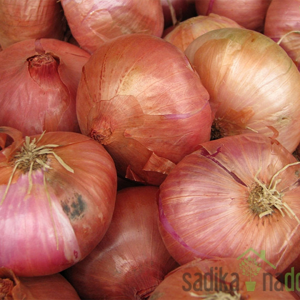 Sjemenski Lukec Ptujski crveni