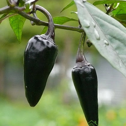 Feferon čili Black Cayenne