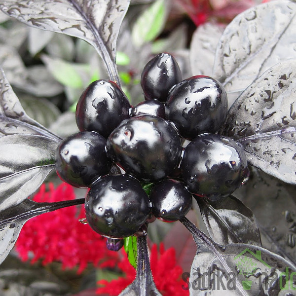 Feferon čili Black pearl