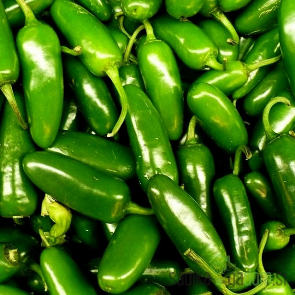 Sjeme Chili Jalapeno