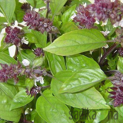 Sjeme Cimetov Bosiljak