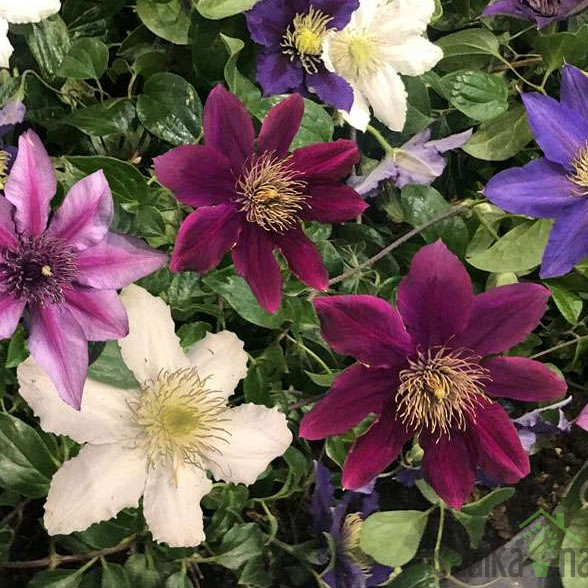 Pavitina (clematis)