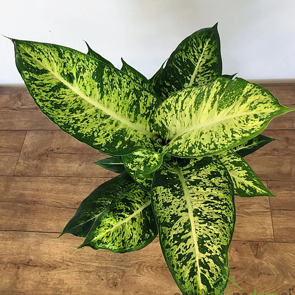 Dieffenbachia Mars