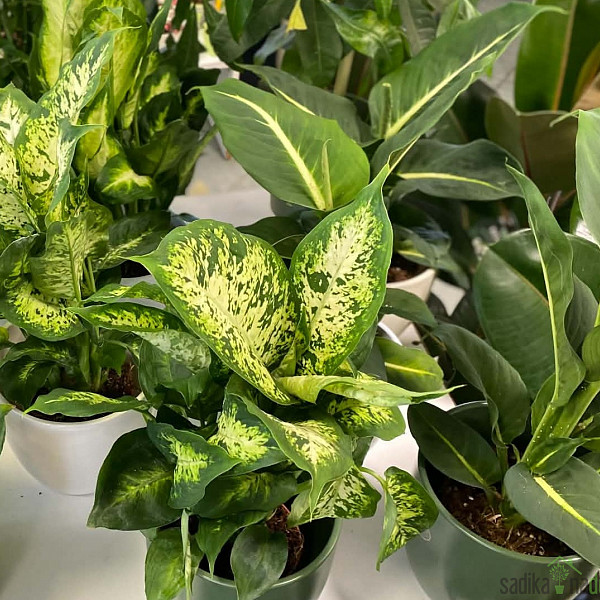 Dieffenbachia Mars