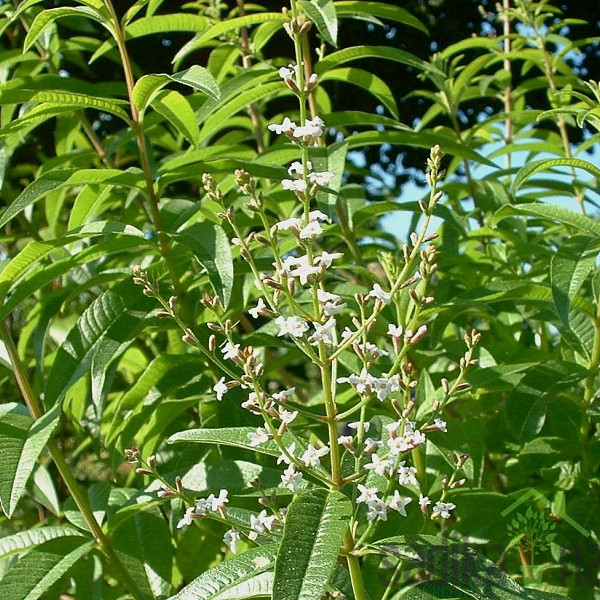 Mirisna biljka Citronela