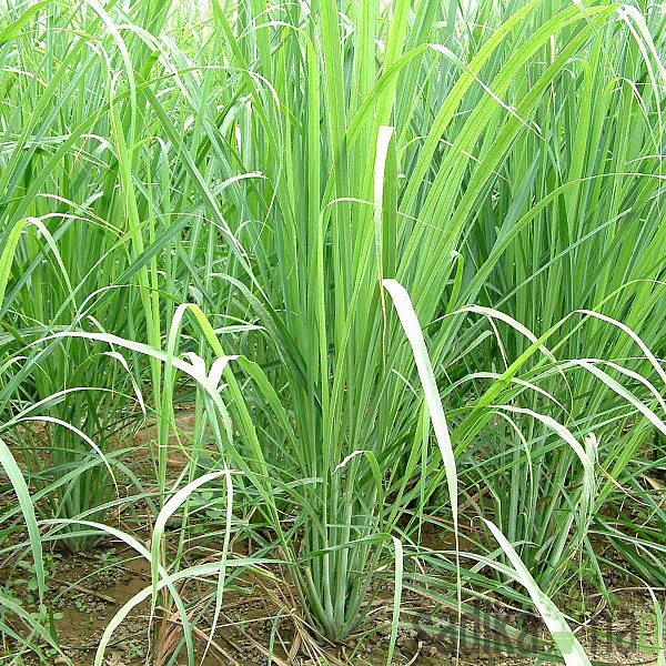 Mirisna biljka Limunska trava