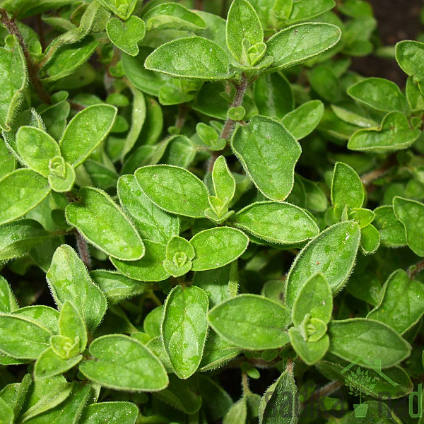 Mirisna biljka Origano