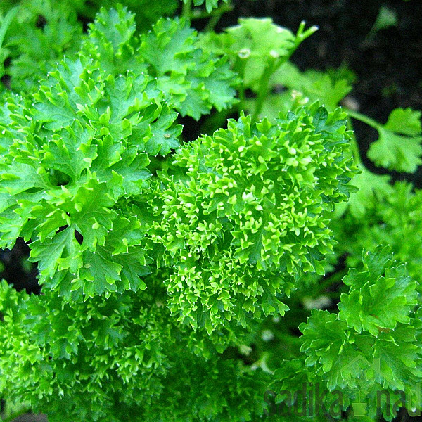 Mirisna biljka Kovrčavi peršin