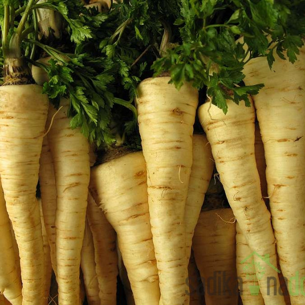 Mirisna biljka Korjenasti peršin