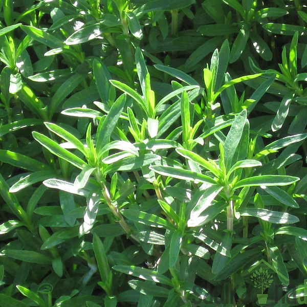 Mirisna biljka Čubar