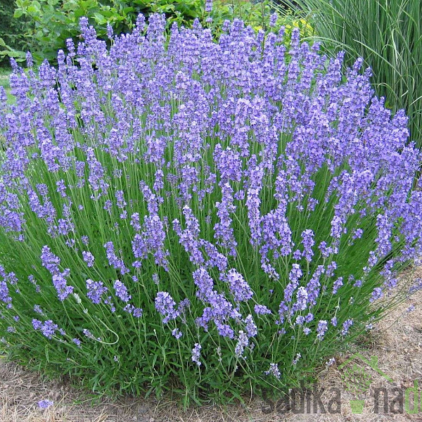 Mirisna biljka Lavanda