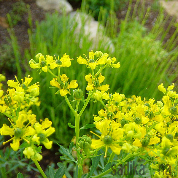 Mirisna biljka Rutvica