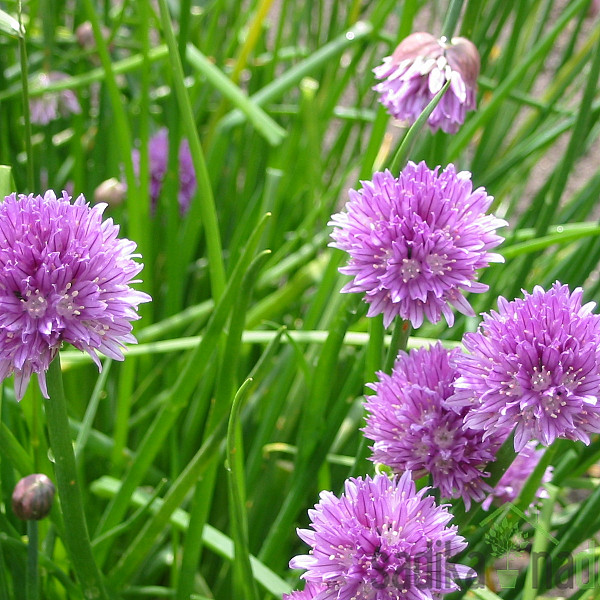 Sjeme Vlasac / Drobnjak