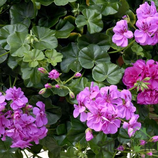 Pelargonium peltatum