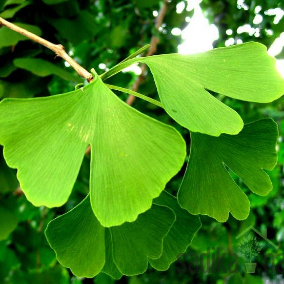 Dvorežnjasti ginko (Ginkgo Biloba)