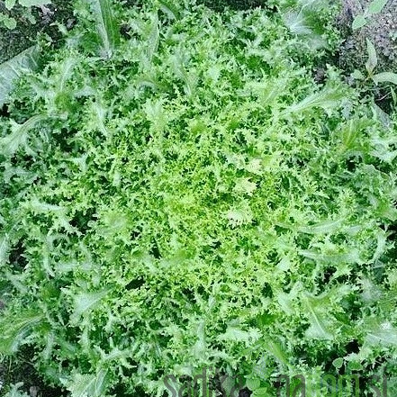 Salata endivija kovrčavolistna/ Silva