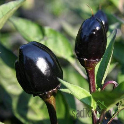 Feferon čili Black Olive