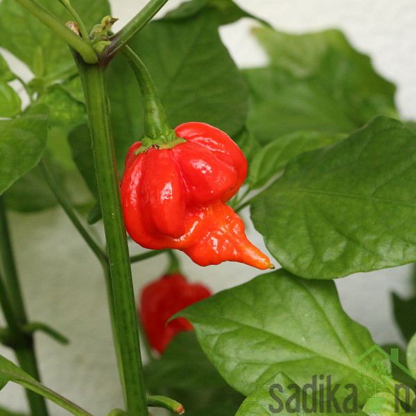 Feferon čili Trinidad scorpion